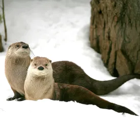 keep a river otter's home clean